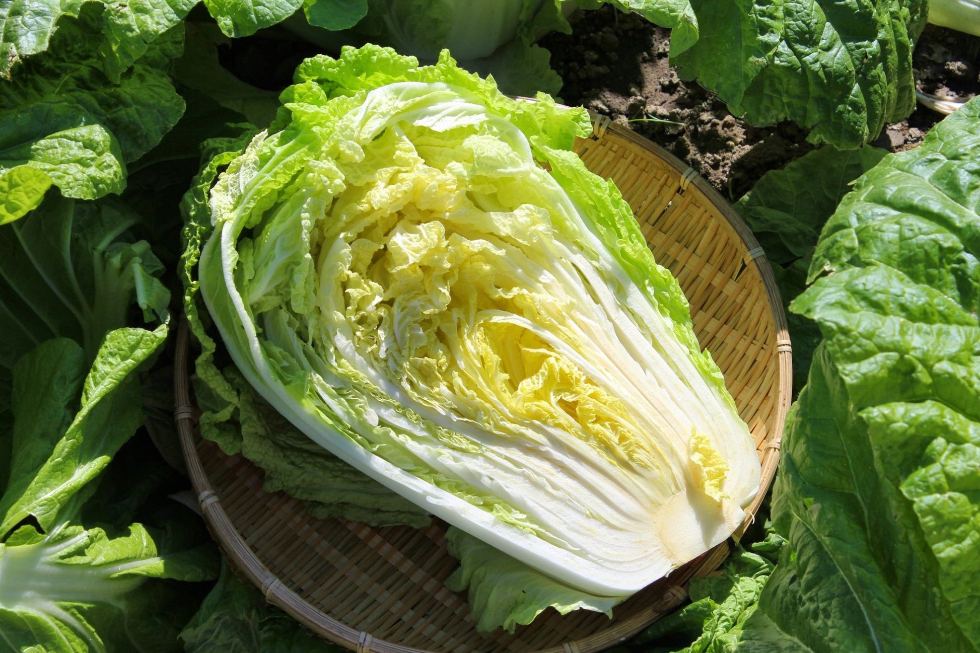 Chinese Cabbage Kogane - Organic - Greta's Family Gardens