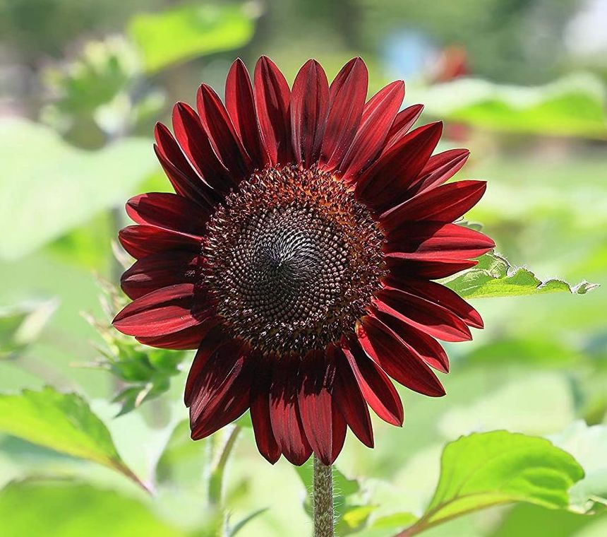 Chocolate Cherry Sunflower - Greta's Family Gardens