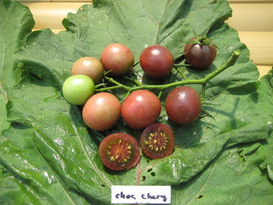 Chocolate Cherry Tomato - Organic - Greta's Family Gardens