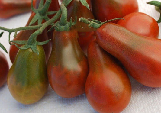 Chocolate Pear Tomato - Organic - Greta's Family Gardens