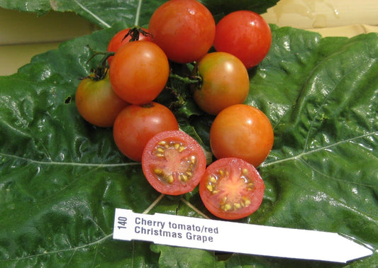 Christmas Grape Tomato - Greta's Family Gardens