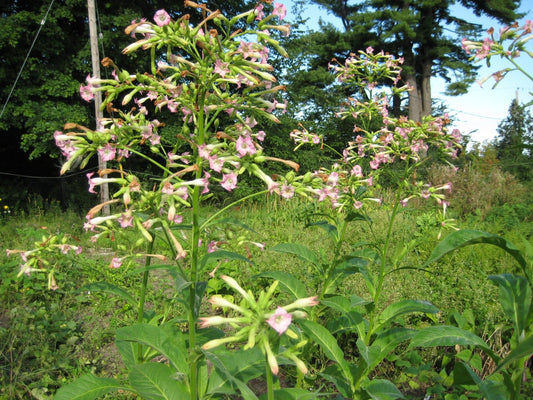 Cigar Tobacco - Greta's Family Gardens