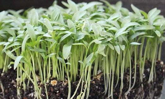 Cilantro Microgreens - Organic - Greta's Family Gardens