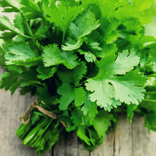 Cilantro - Organic - Greta's Family Gardens