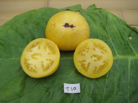 Citron Compact Tomato - Organic - Greta's Family Gardens