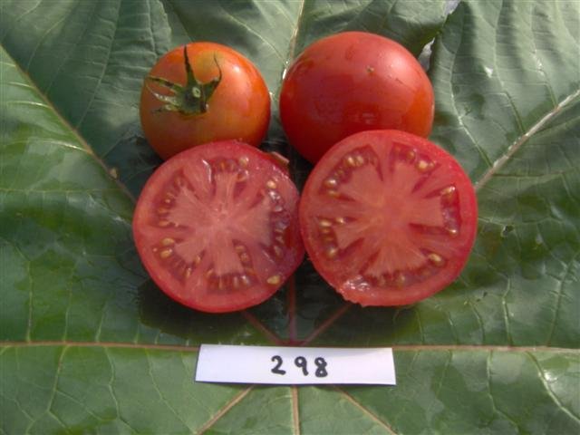 Clark's Early Jewel Tomato - Greta's Family Gardens