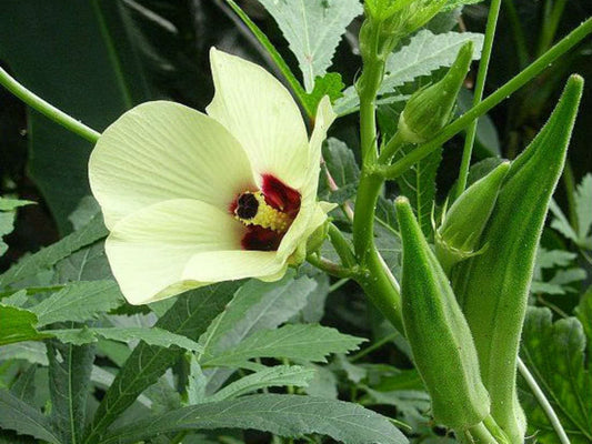 Clemson Spineless 80 Okra - Organic - Greta's Family Gardens