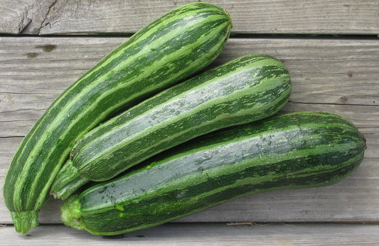 Cocozelle Zucchini - Organic - Greta's Family Gardens