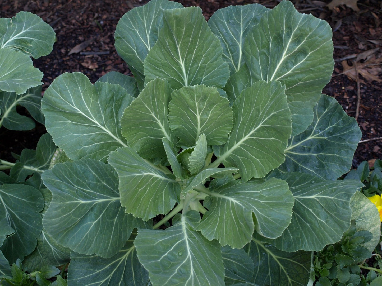 Collard Champion - Organic - Greta's Family Gardens