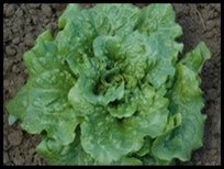 Concept Lettuce - Greta's Family Gardens