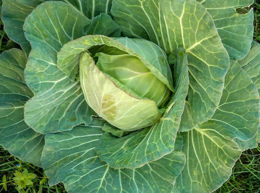 Coppenhagen Market Cabbage - Greta's Family Gardens