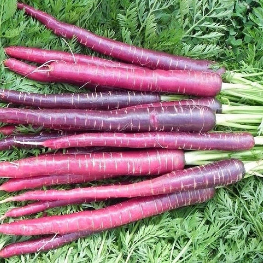 Cosmic Purple Carrot - Greta's Family Gardens