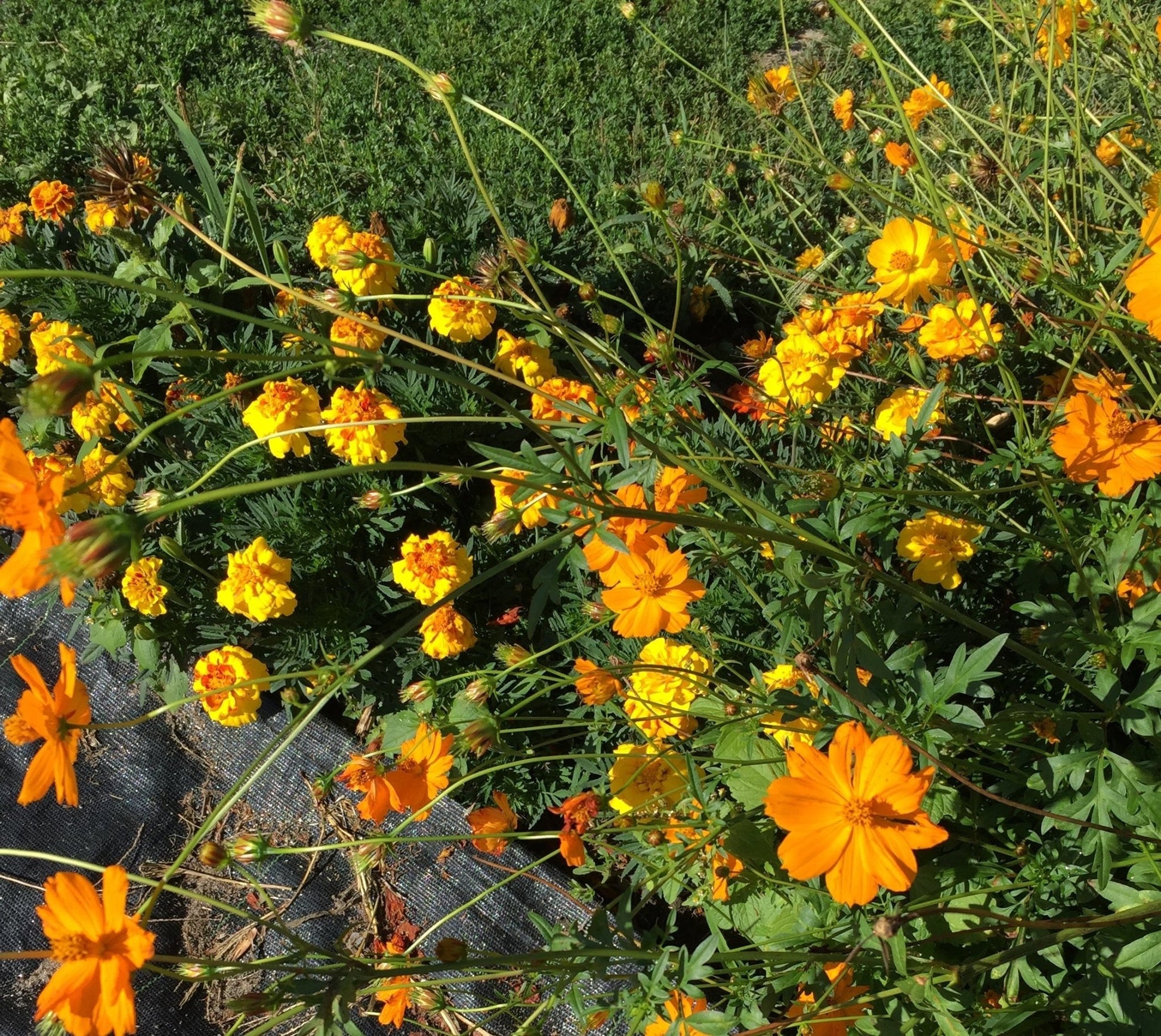 Cosmos Bright Lights - Organic - Greta's Family Gardens