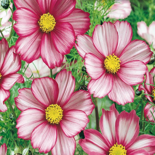 Cosmos Candystripe - Greta's Family Gardens