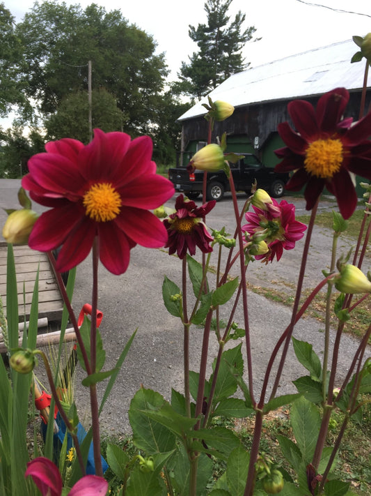 Cosmos Rubenza - Organic - Greta's Family Gardens