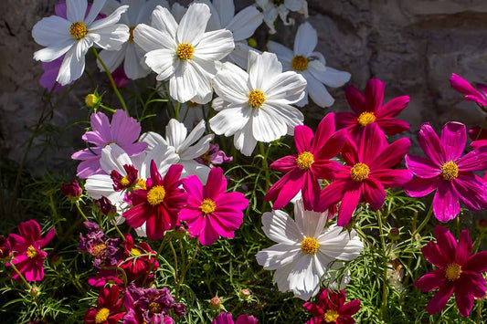 Cosmos Sensation Mix - Greta's Family Gardens