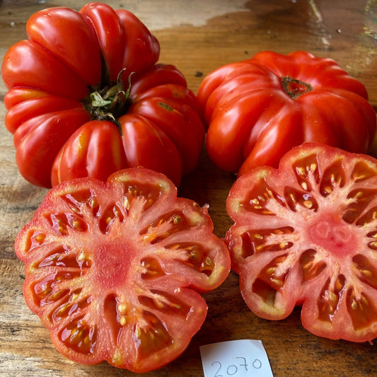 Costoluto Genovese Tomato - Greta's Family Gardens