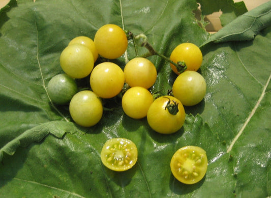 Coyote Cherry Tomato - Organic - Greta's Family Gardens