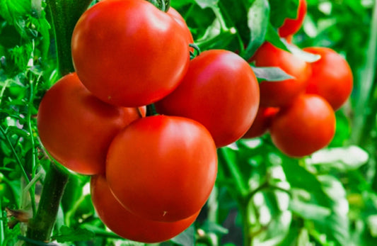 Crimson Sprinter Tomato - Organic - Greta's Family Gardens