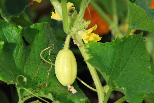 Crystal Apple Cucumber - Organic - Greta's Family Gardens