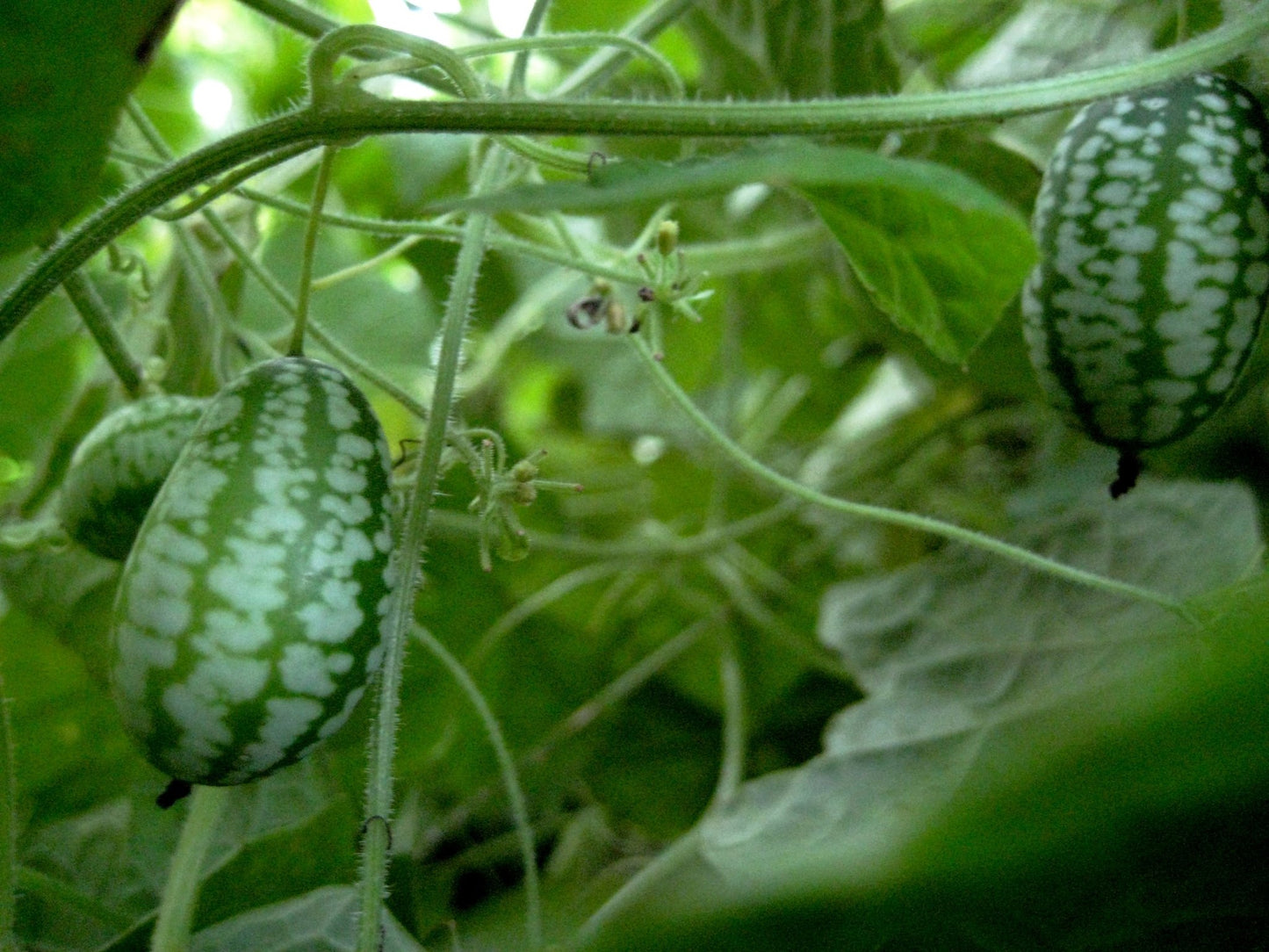 Cucamelon Cucumber - Greta's Family Gardens