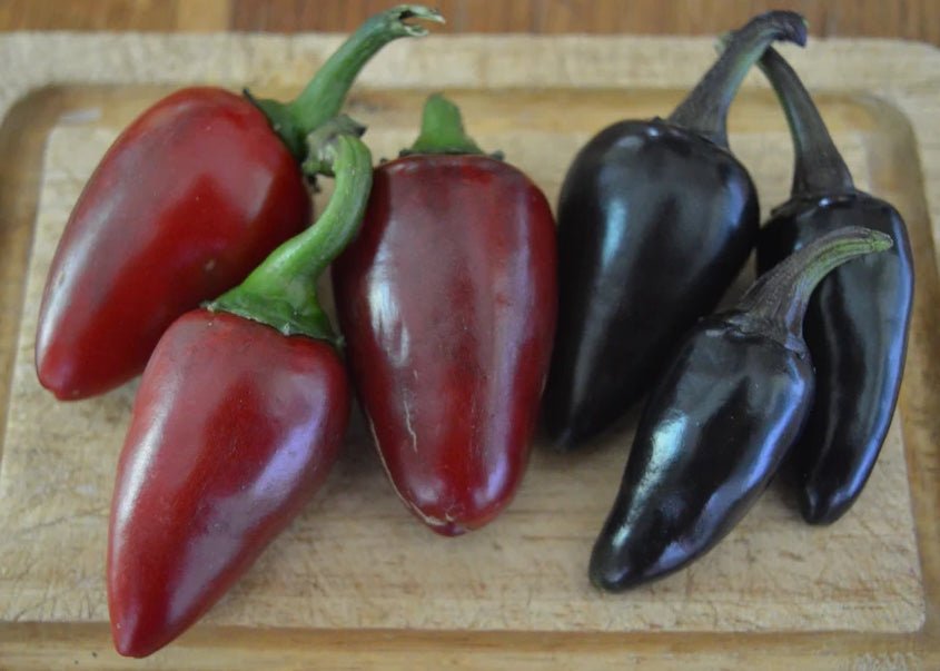 Czech Black Hot Pepper - Greta's Family Gardens