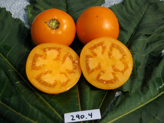 Dad's Sunset Tomato - Organic - Greta's Family Gardens