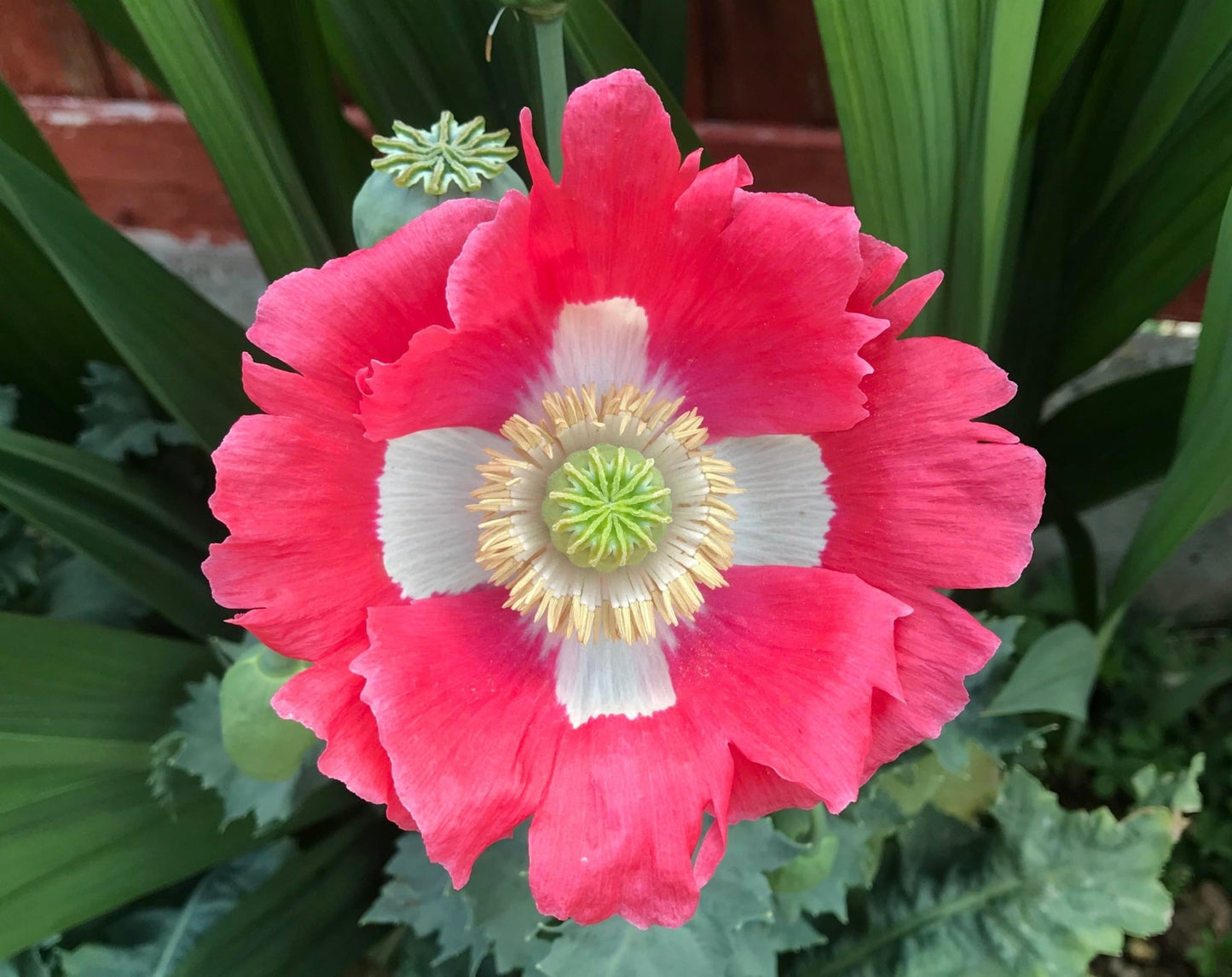 Danish Flag Poppy flower - Organic - Greta's Family Gardens