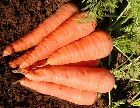 Danvers 126 Carrots - Organic - Greta's Family Gardens