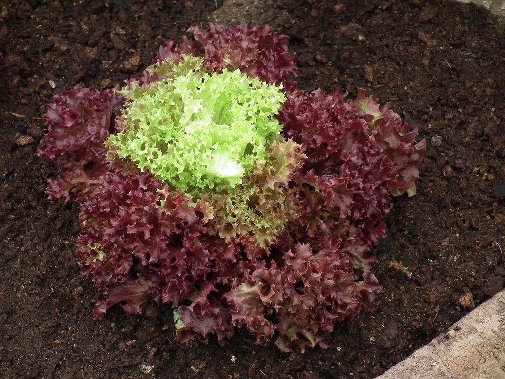 Dark Lollo Rossa Leaf Lettuce - Organic - Greta's Family Gardens