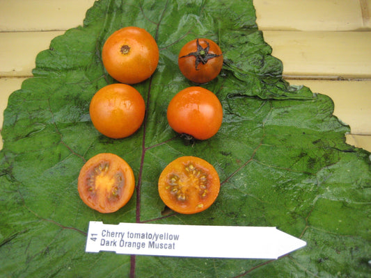 Dark Orange Muscat Tomato - Organic - Greta's Family Gardens