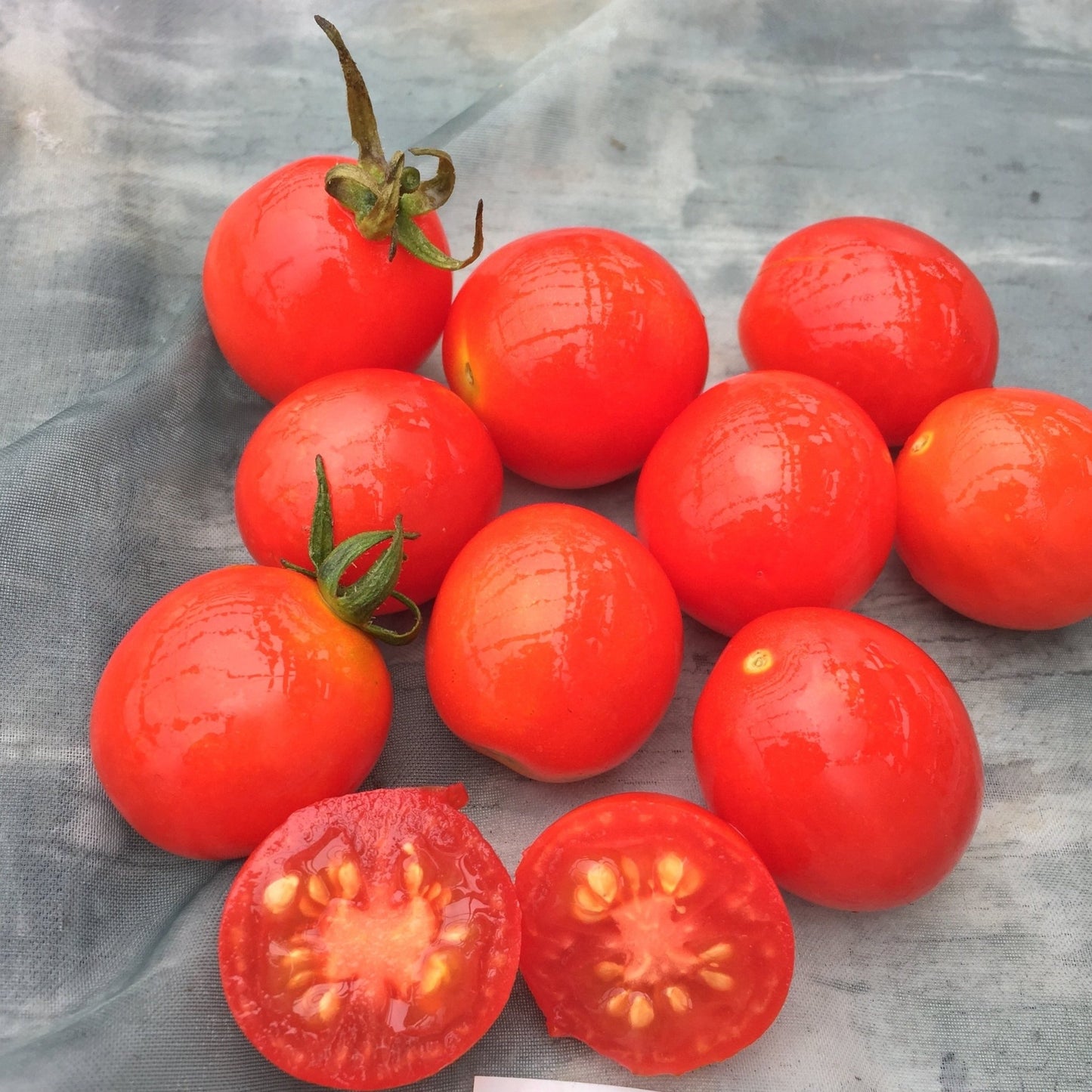 Datterino Tomato - Organic - Greta's Family Gardens