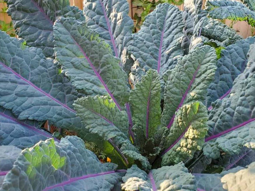 Dazzling Blue Kale - Organic - Greta's Family Gardens