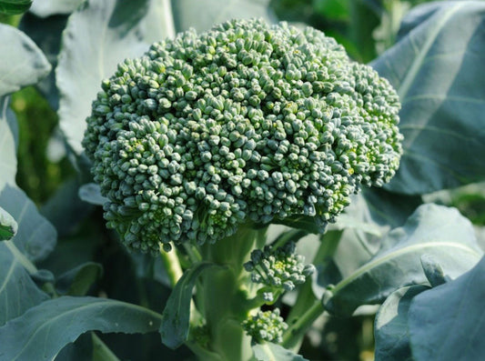 De Cicco Broccoli - Organic - Greta's Family Gardens