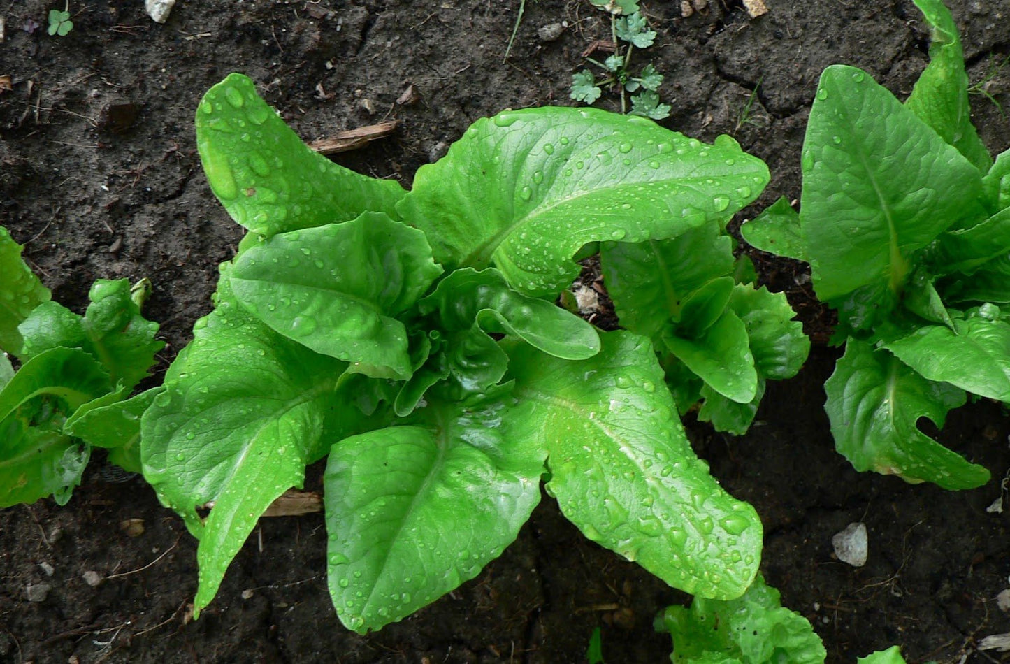 Deer Tongue Lettuce - Organic - Greta's Family Gardens