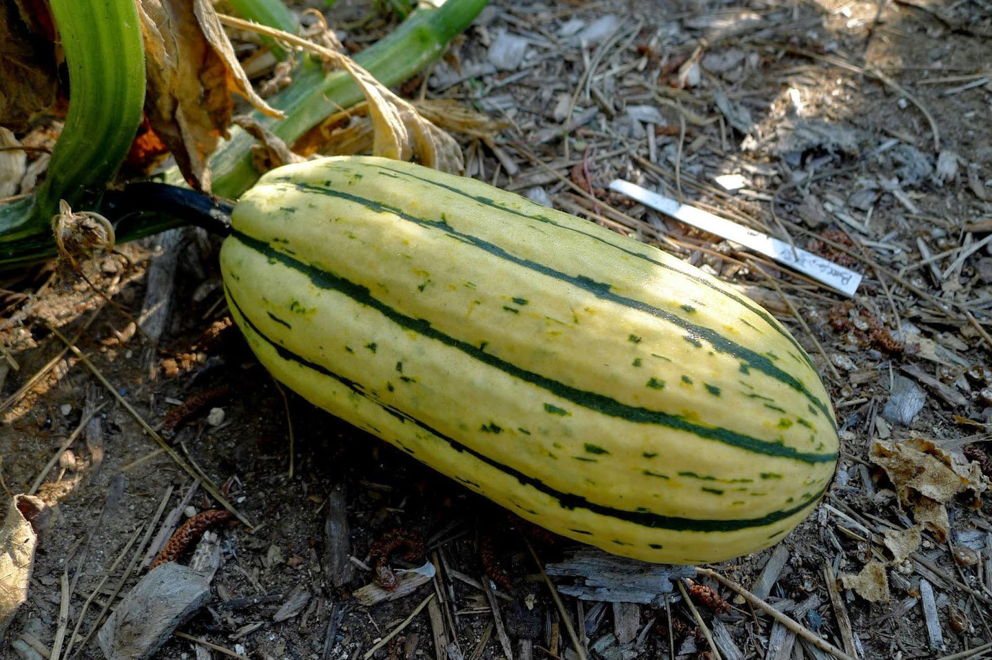 Delicata Squash - Organic - Greta's Family Gardens