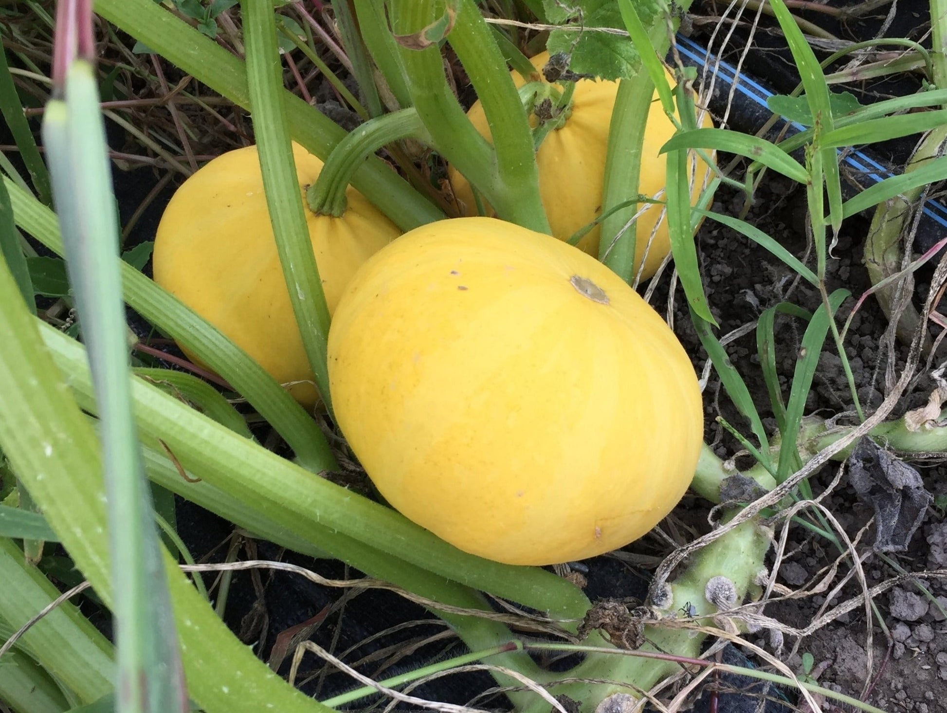 Desi Squash - Organic - Greta's Family Gardens