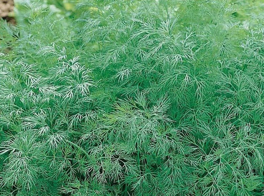 Dill Greensleeves - Organic - Greta's Family Gardens