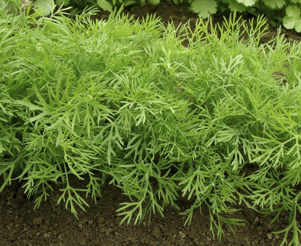 Dill - Organic - Greta's Family Gardens