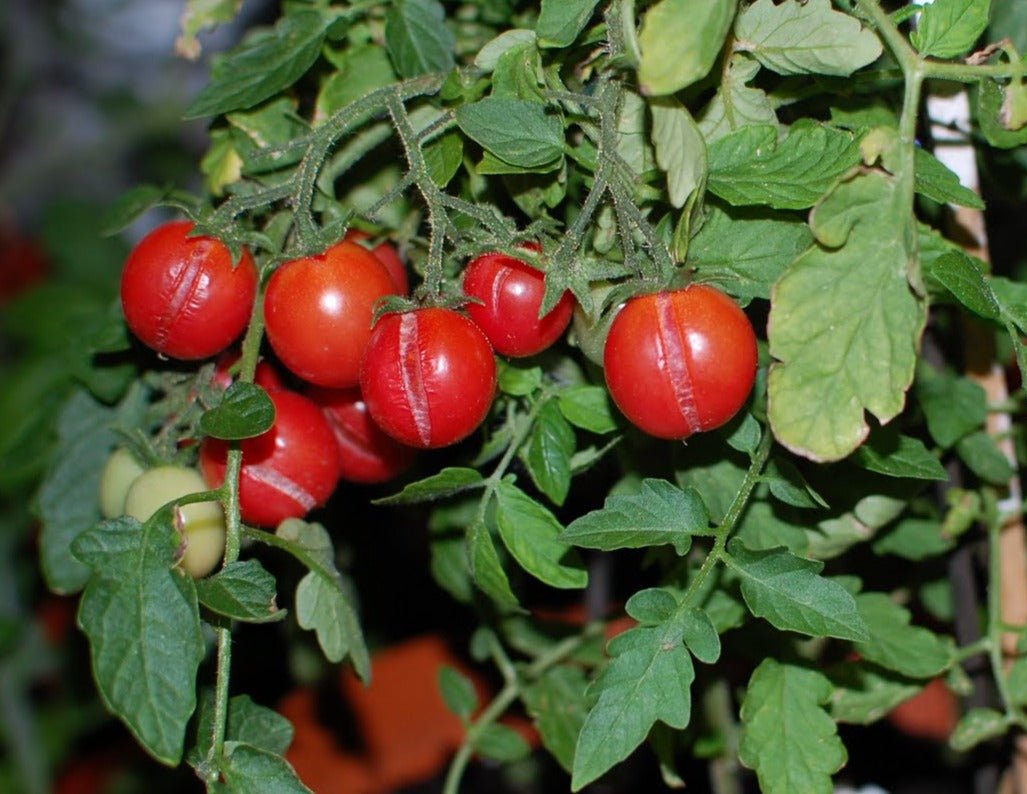 Ditmarsher Tomato - Organic - Greta's Family Gardens