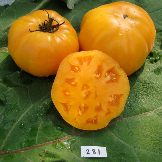 Dr. Wyche's Yellow Tomato - Organic - Greta's Family Gardens