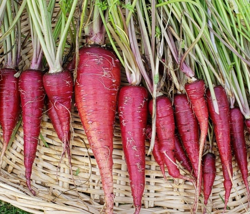 Dragon Carrots - Greta's Family Gardens