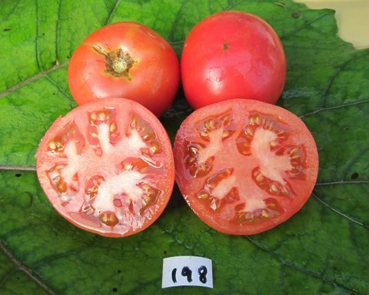 Dufresne Tomato - Organic - Greta's Family Gardens