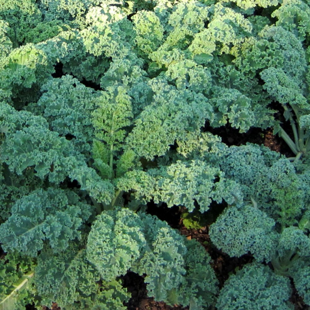 Dwarf Blue Curled Kale - Organic - Greta's Family Gardens