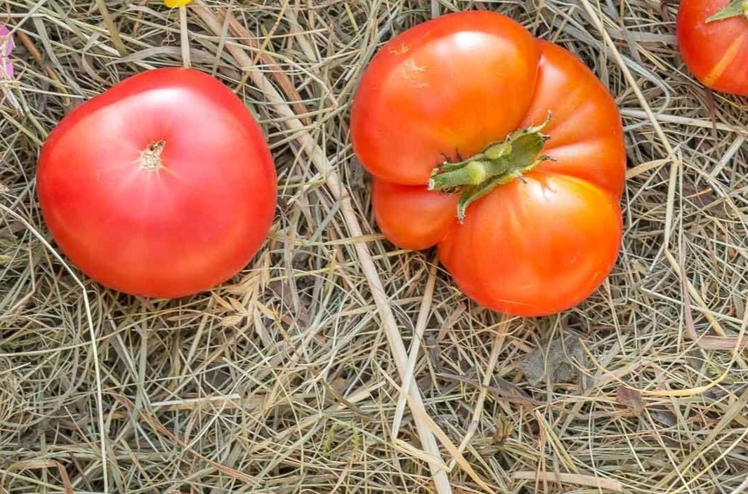 Dwarf Champion Improved Tomato - Organic - Greta's Family Gardens