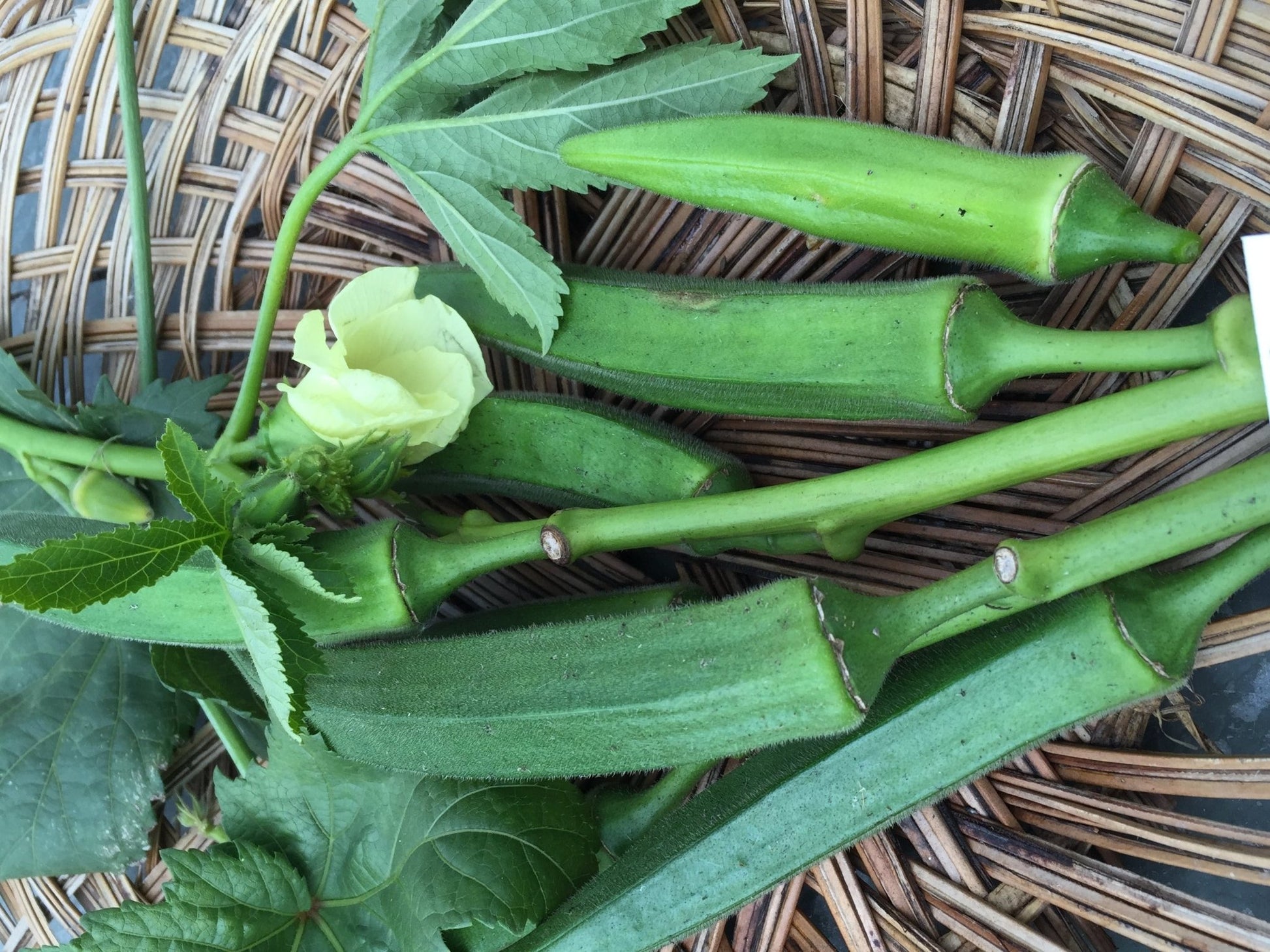 Dwarf Lee Okra - Greta's Family Gardens