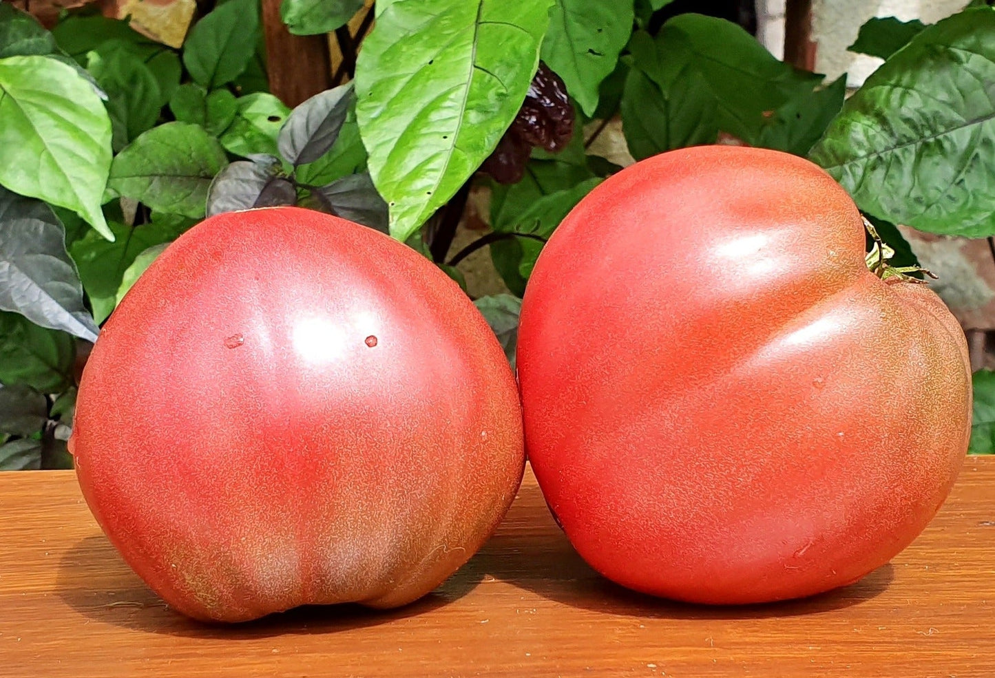 Dwarf Purple Heart Tomato - Organic - Greta's Family Gardens