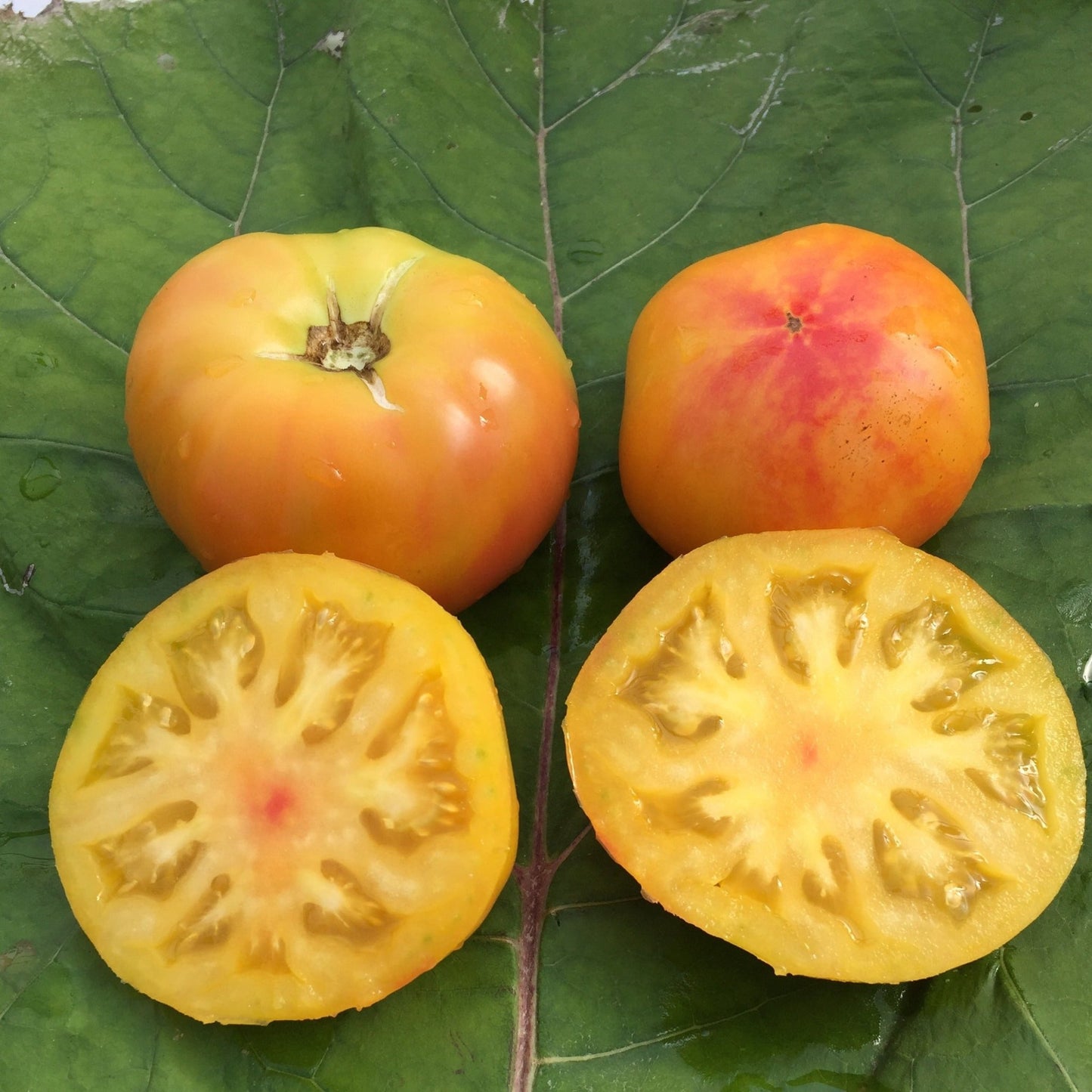 Dwarf Russian Swirl Tomato - Organic - Greta's Family Gardens