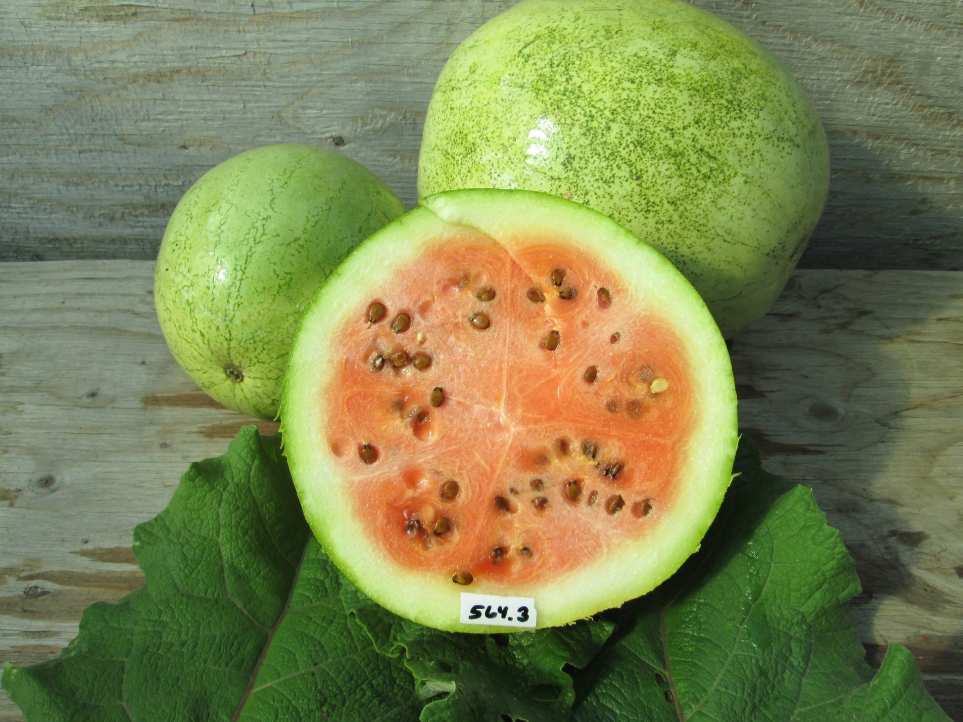 Early Canada Watermelon - Organic - Greta's Family Gardens