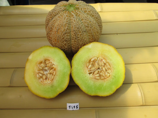 Early Hanover Melon - Organic - Greta's Family Gardens